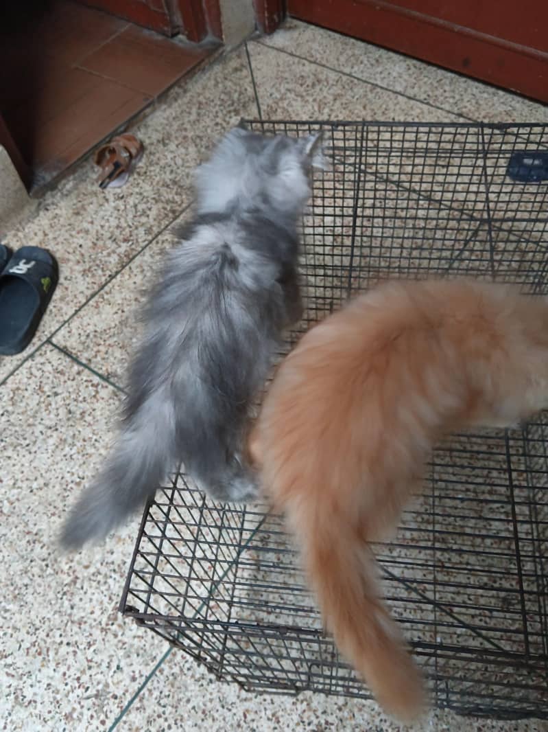 punch face kittens 4