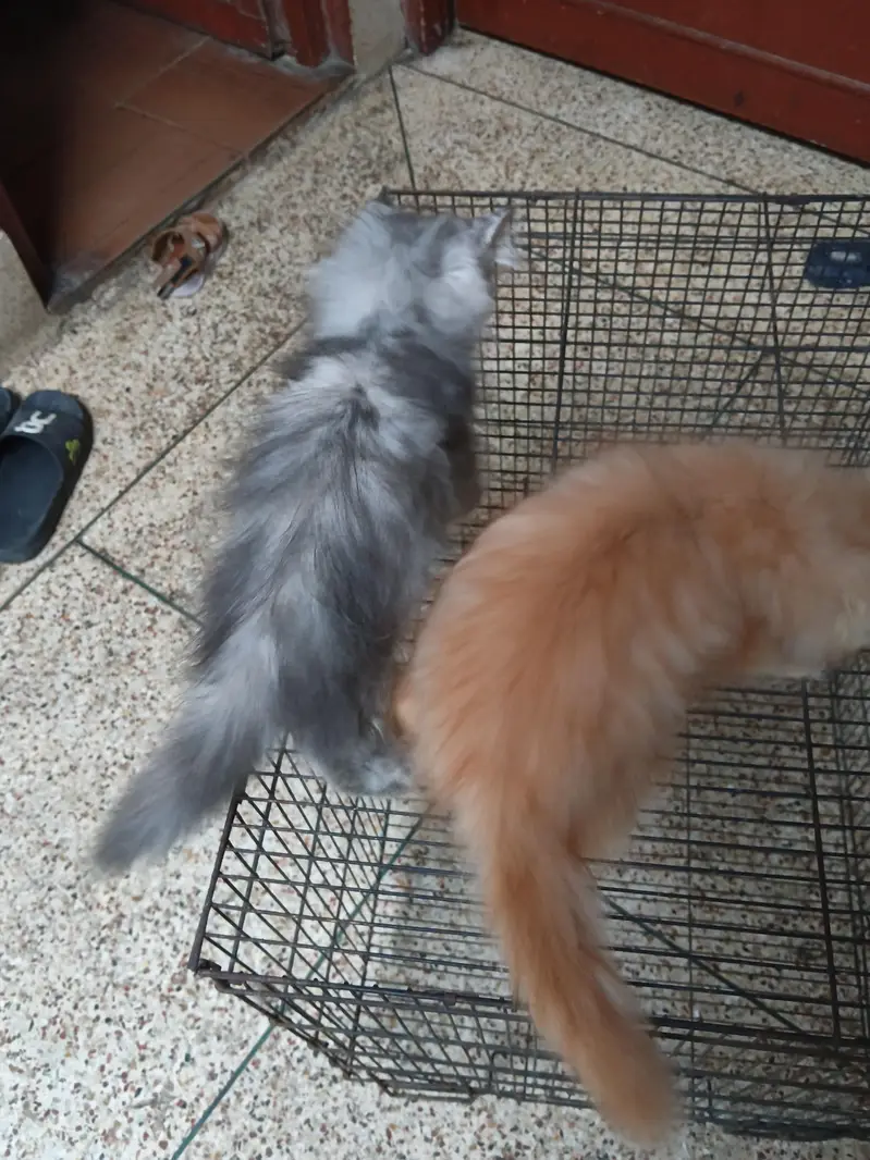 punch face kittens — photo 5