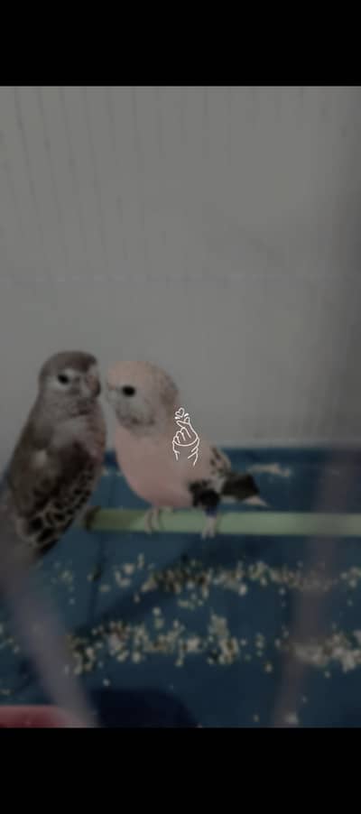 Bourke Parakeet Breeding Pair Rosy + Brown 2 Years Old arachi