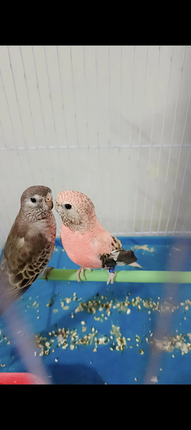 Bourke Parakeet Breeding Pair Rosy + Brown 2 Years Old arachi — photo 2