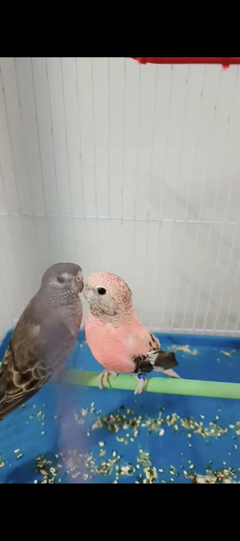 Bourke Parakeet Breeding Pair Rosy + Brown 2 Years Old arachi — photo 3