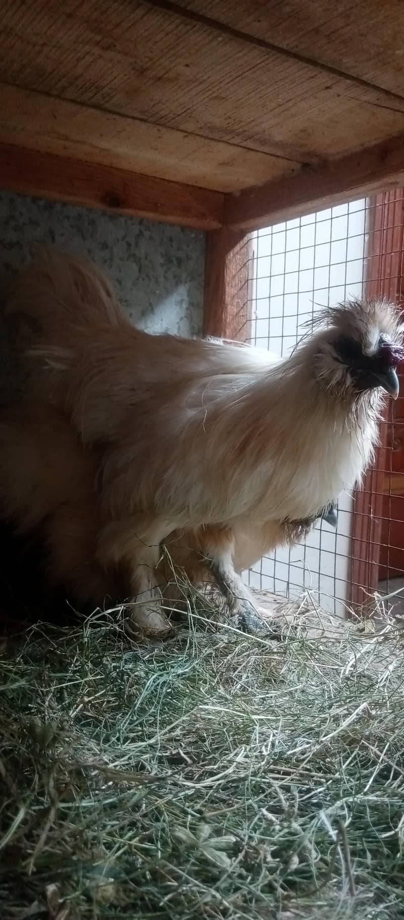 silke hen 0