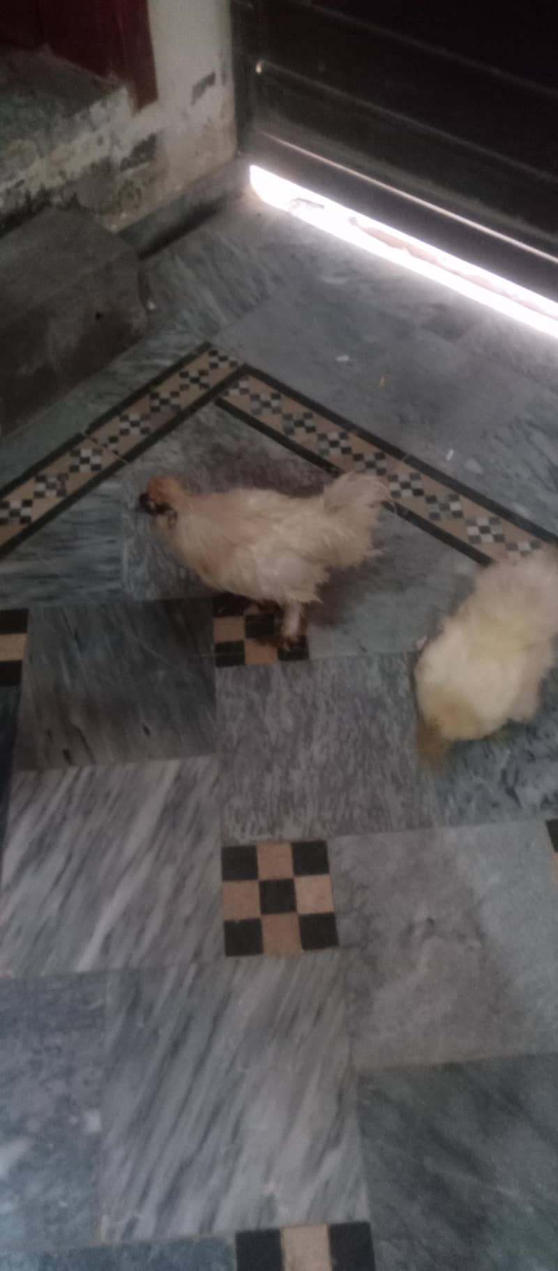 silke hen 2