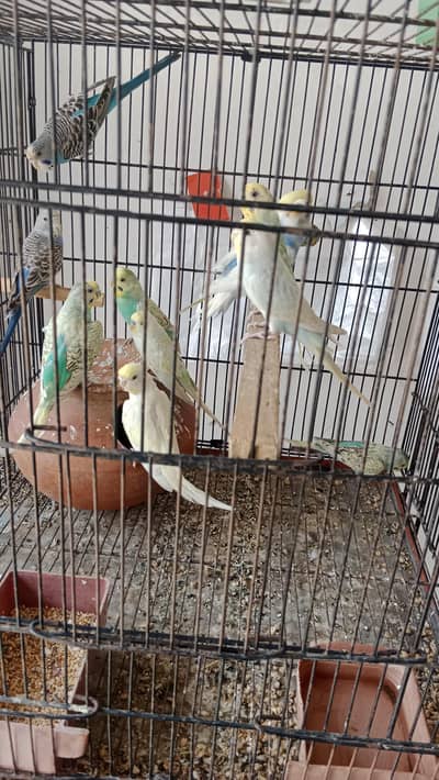 bajri breeder pairs