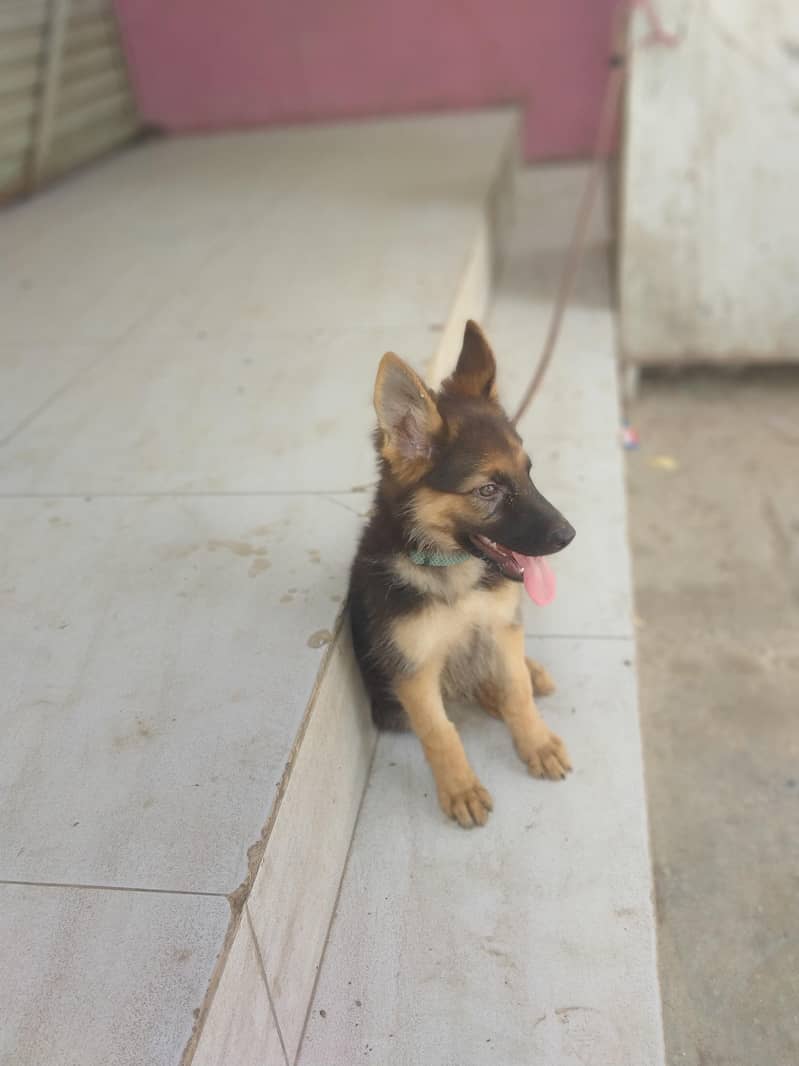 German shepherd 0