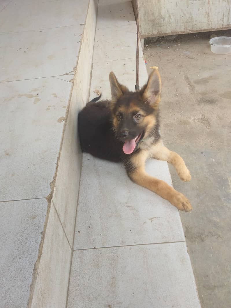 German shepherd 1