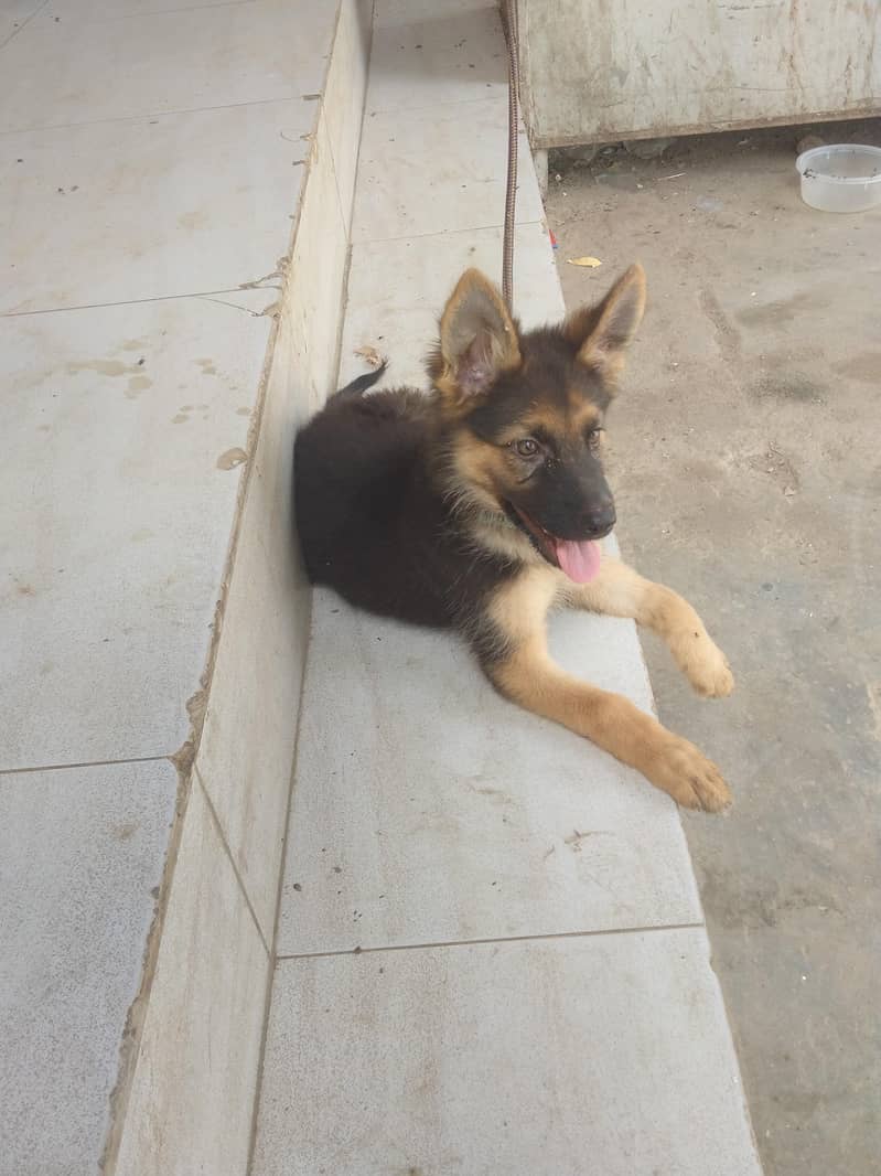 German shepherd 2