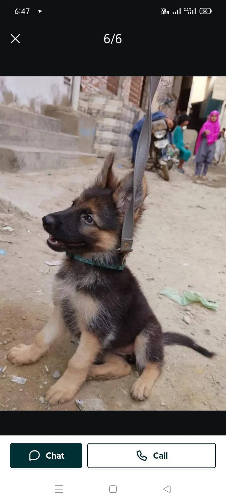German shepherd 3
