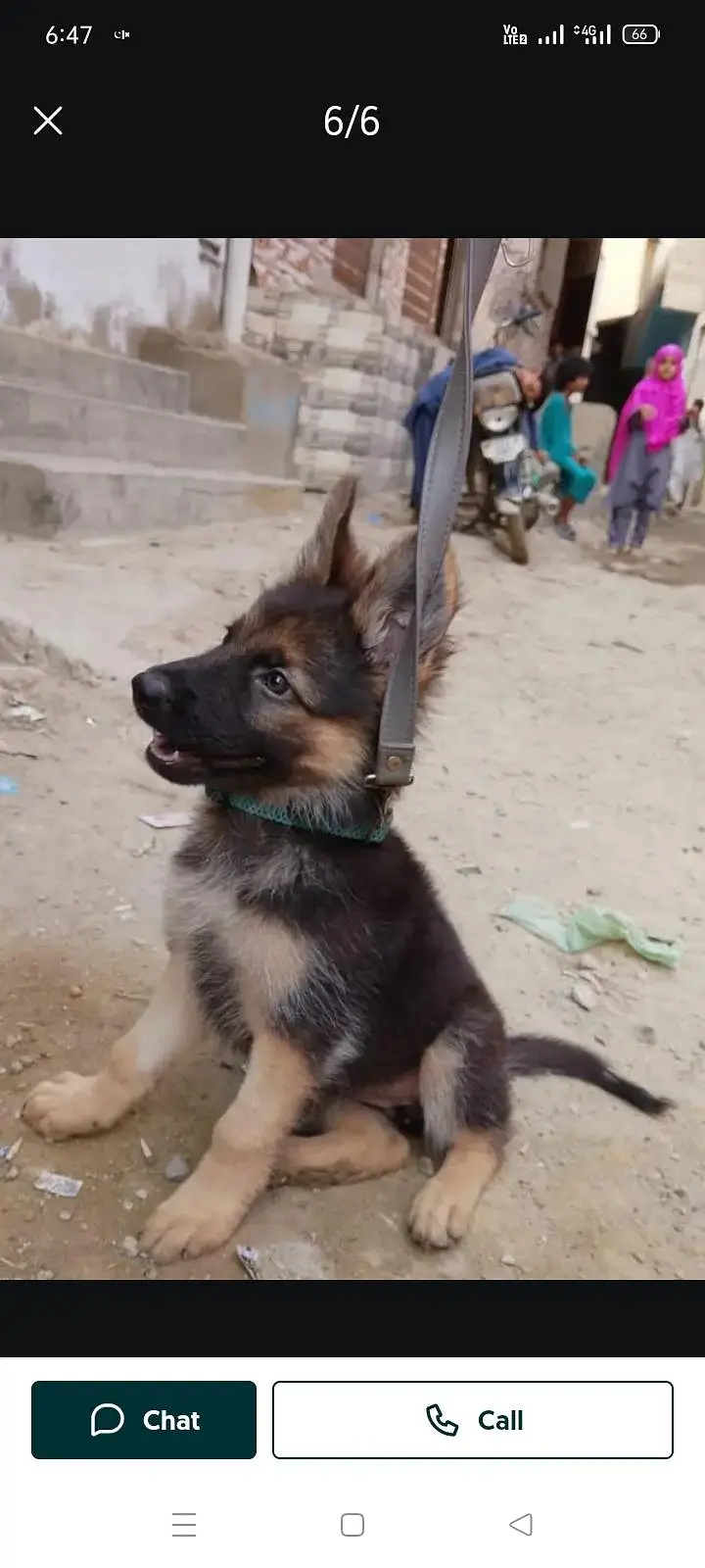 German shepherd — photo 4