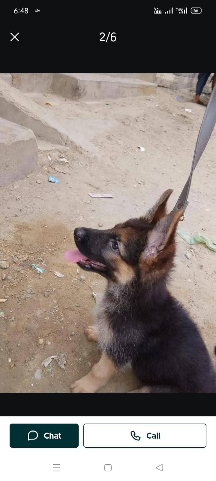German shepherd 4