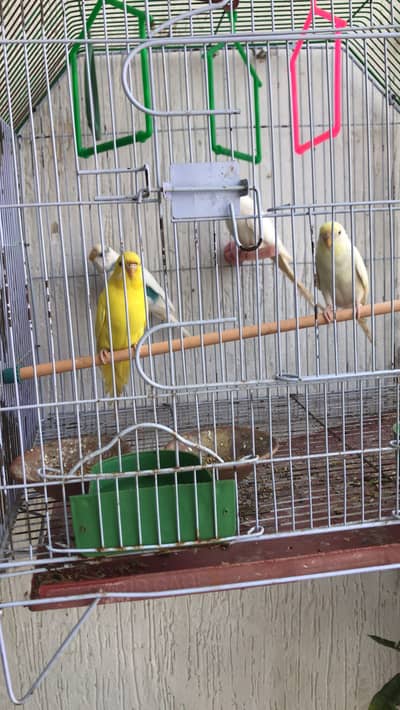 Budgies