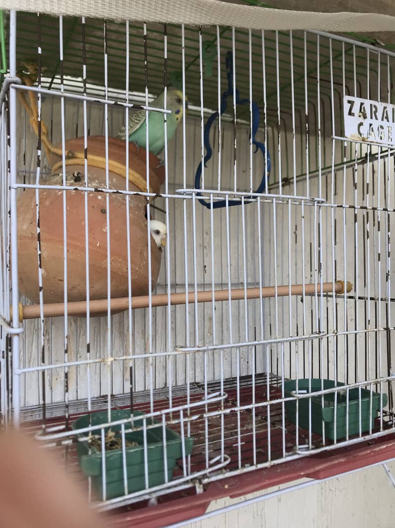 Budgies 1