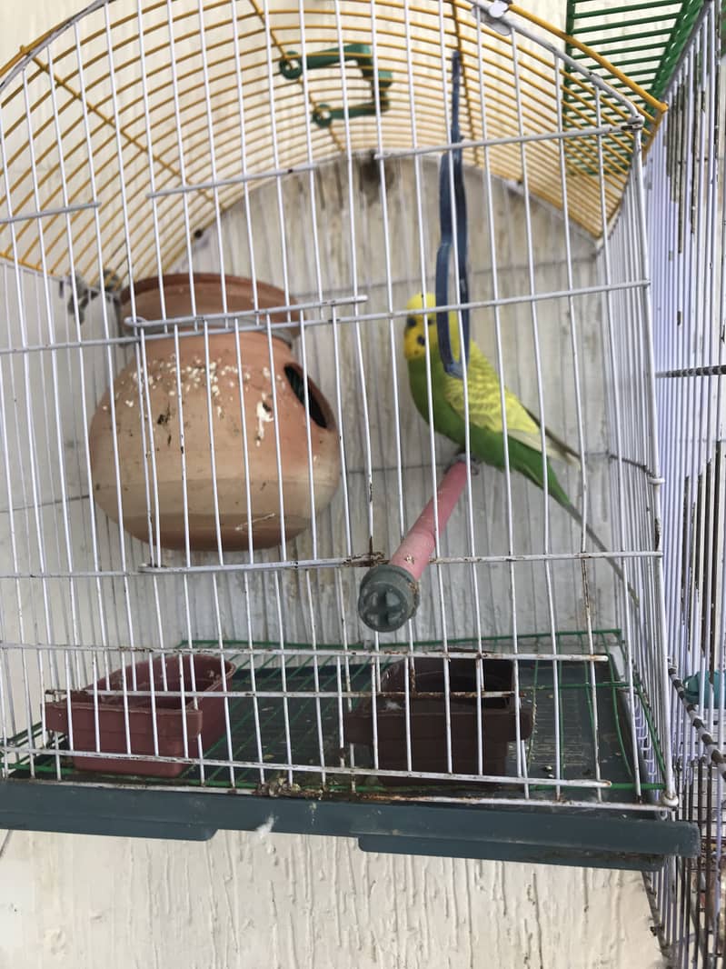 Budgies 2