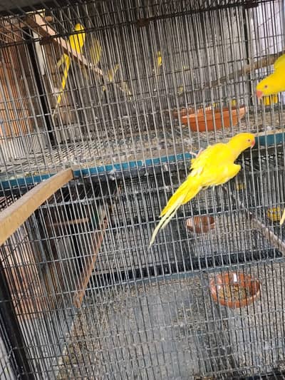 yellow ring french mold male for sale