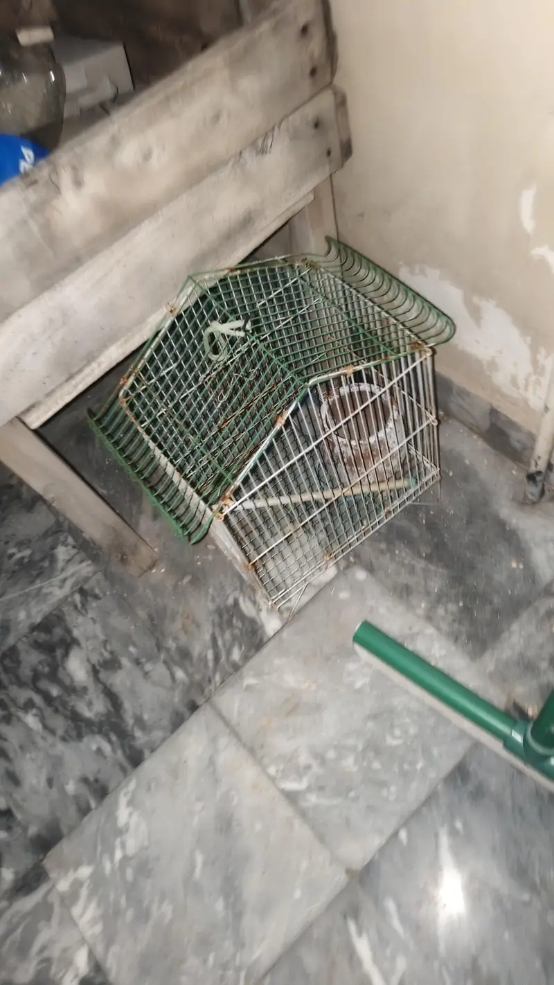 cage for sale — photo 2