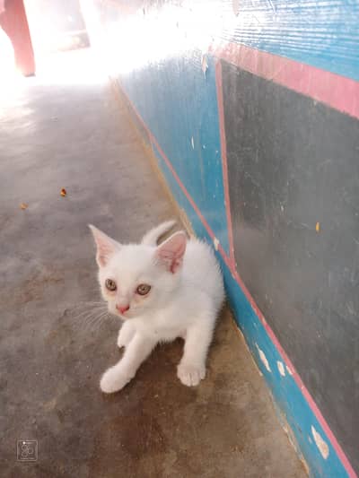 Domestic Kitten 4 piece