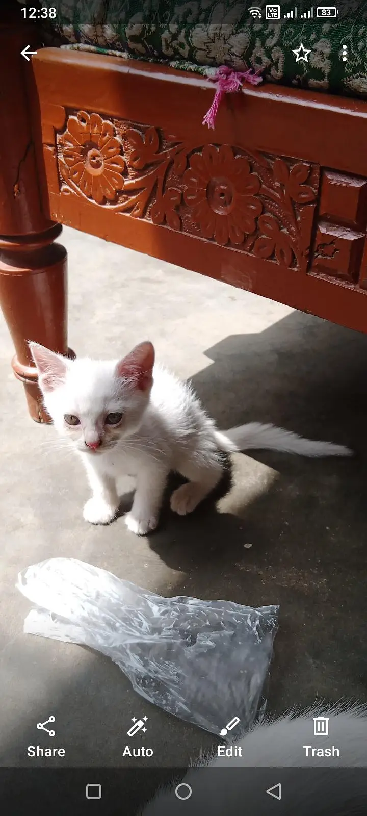 Domestic Kitten 4 piece — photo 2
