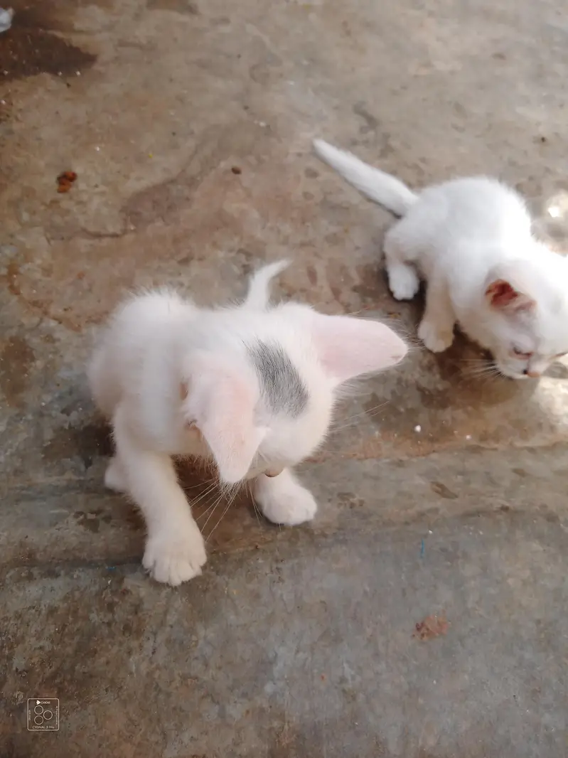 Domestic Kitten 4 piece — photo 3