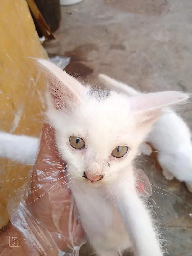 Domestic Kitten 4 piece — photo 4