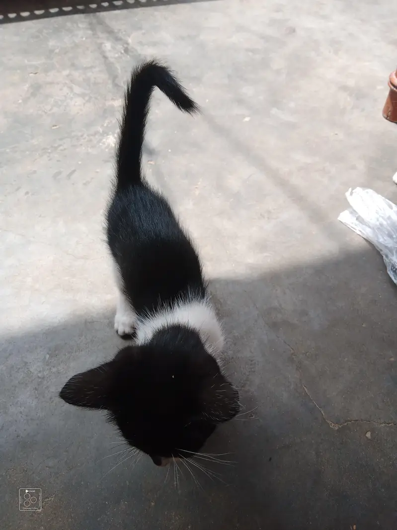 Domestic Kitten 4 piece — photo 5