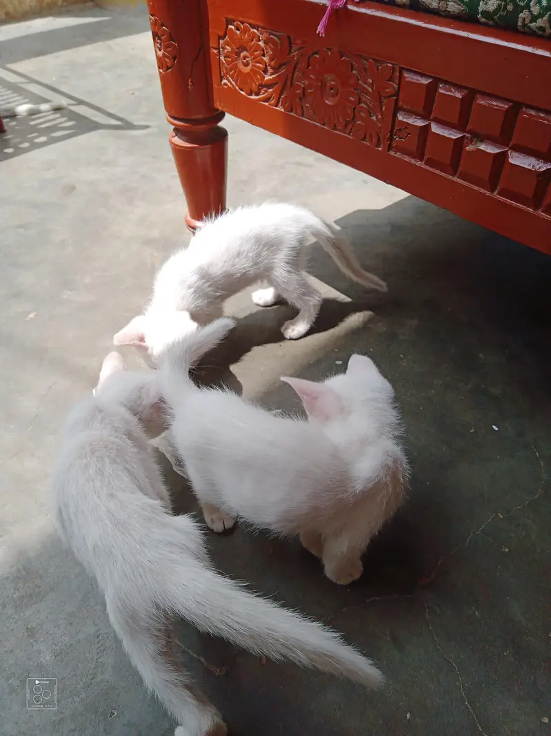 Domestic Kitten 4 piece — photo 6