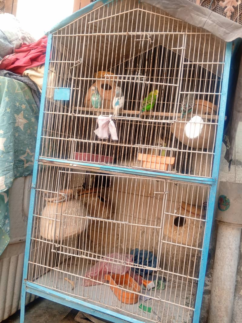 pijra 0