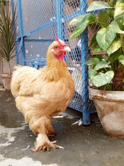 Golden Buff Female Anda Vali
