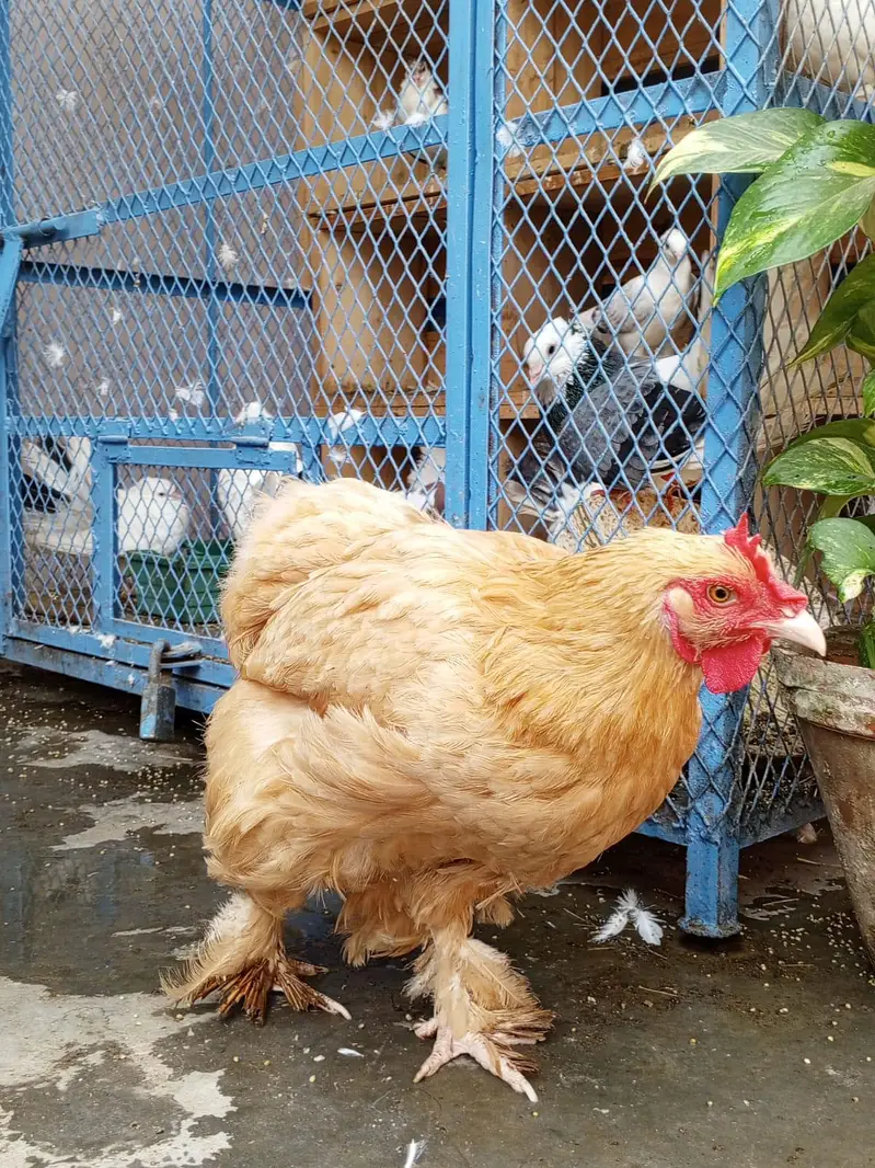 Golden Buff Female Anda Vali — photo 2
