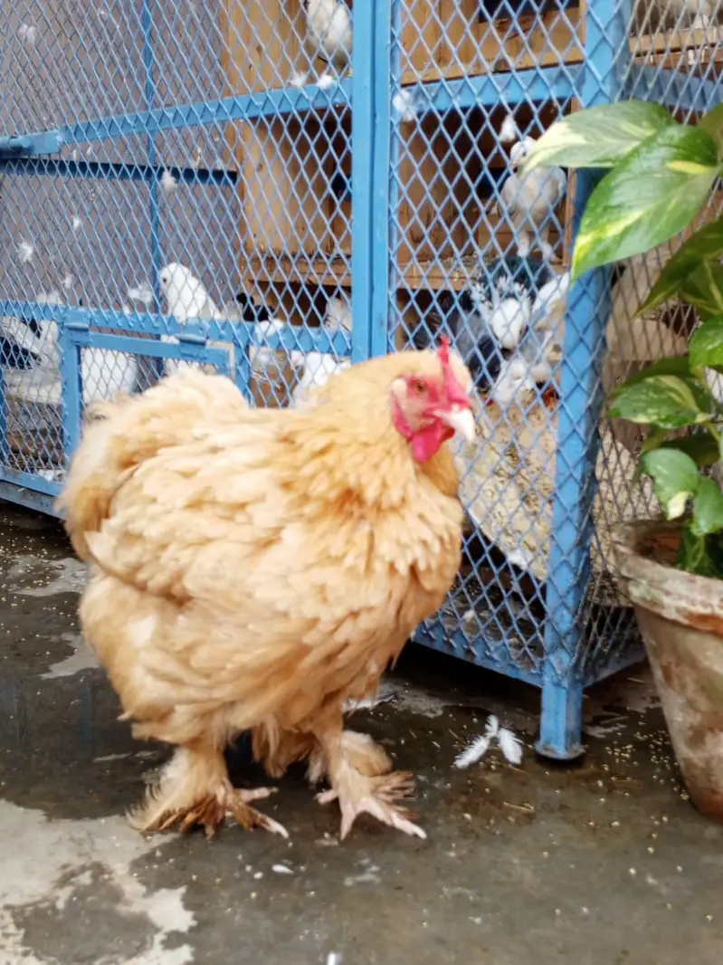 Golden Buff Female Anda Vali — photo 3