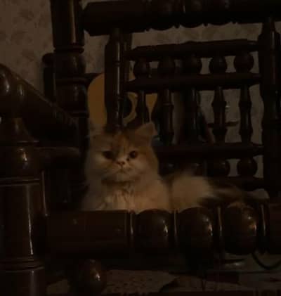 Cute & Healthy Persian Pair Available