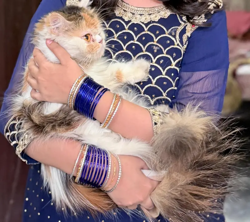 Cute & Healthy Persian Pair Available — photo 2