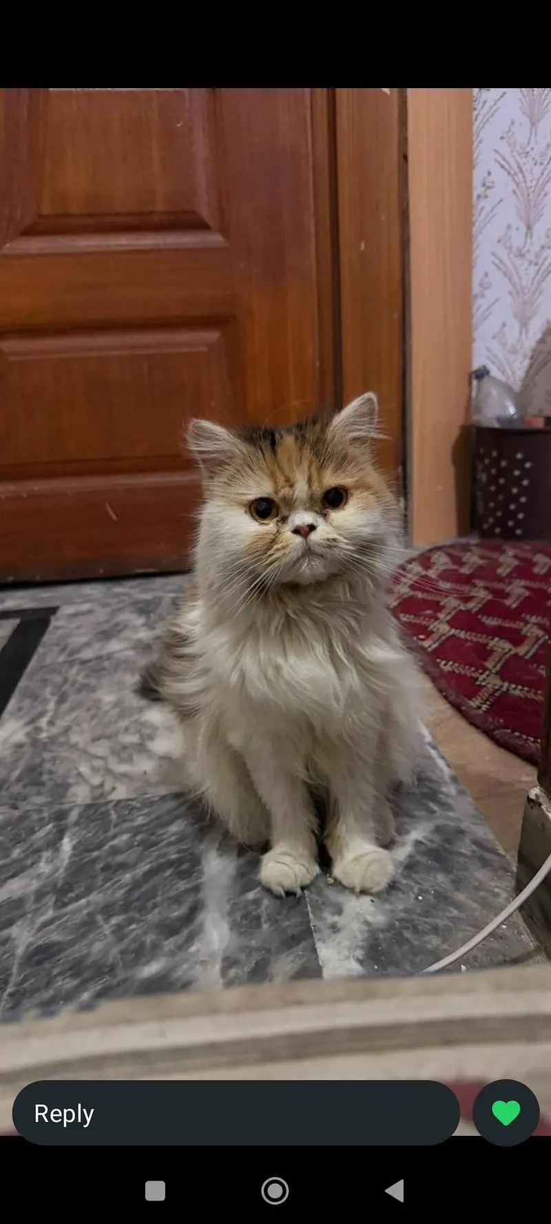 Cute & Healthy Persian Pair Available — photo 3