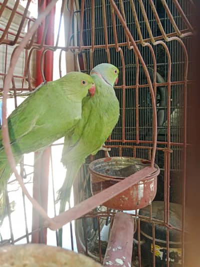 bredar pair