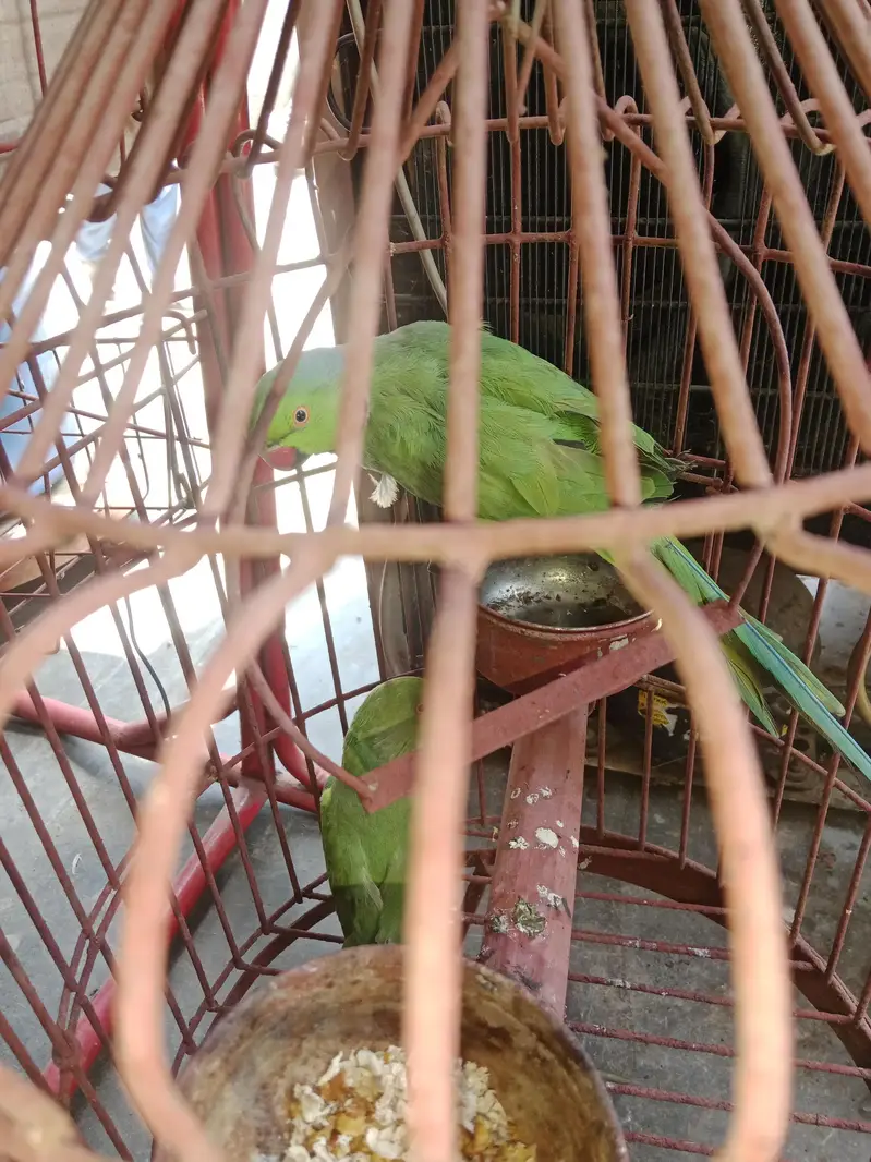 bredar pair — photo 3