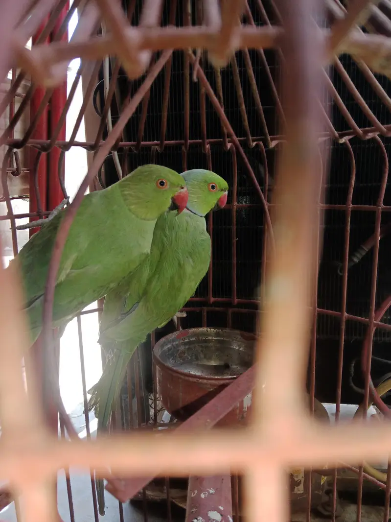 bredar pair — photo 4