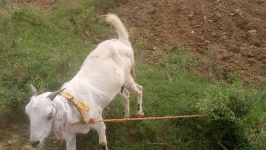 Goat for sale