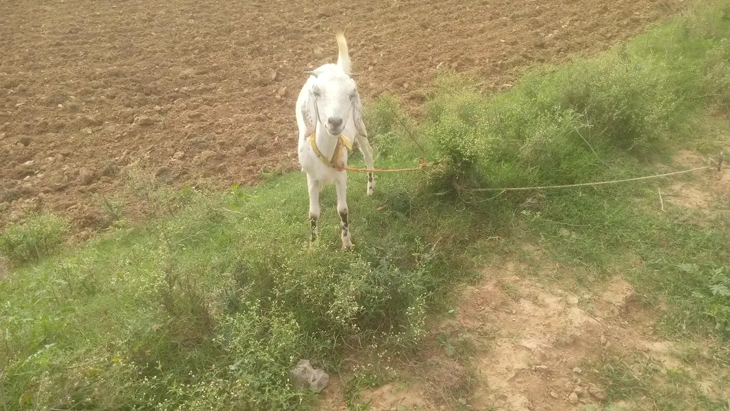 Goat for sale — photo 2