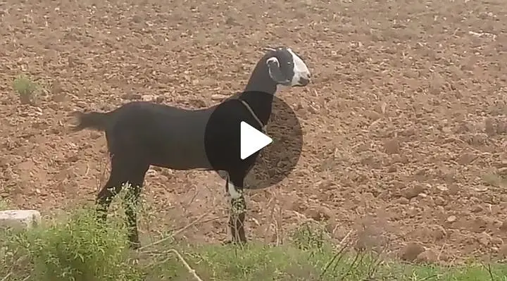 Goat for sale — photo 3