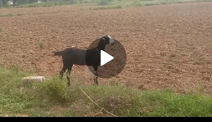 Goat for sale — photo 4