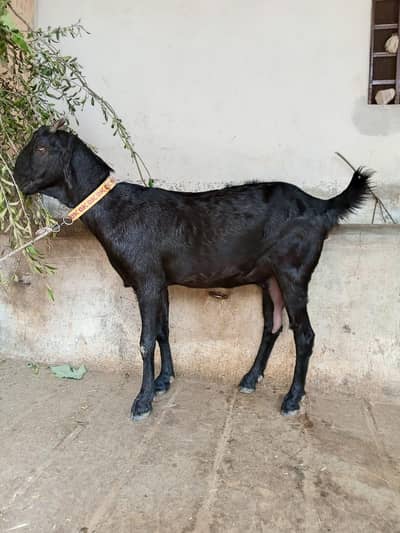 goats teddy patha for sale contact no +92 342 5351629