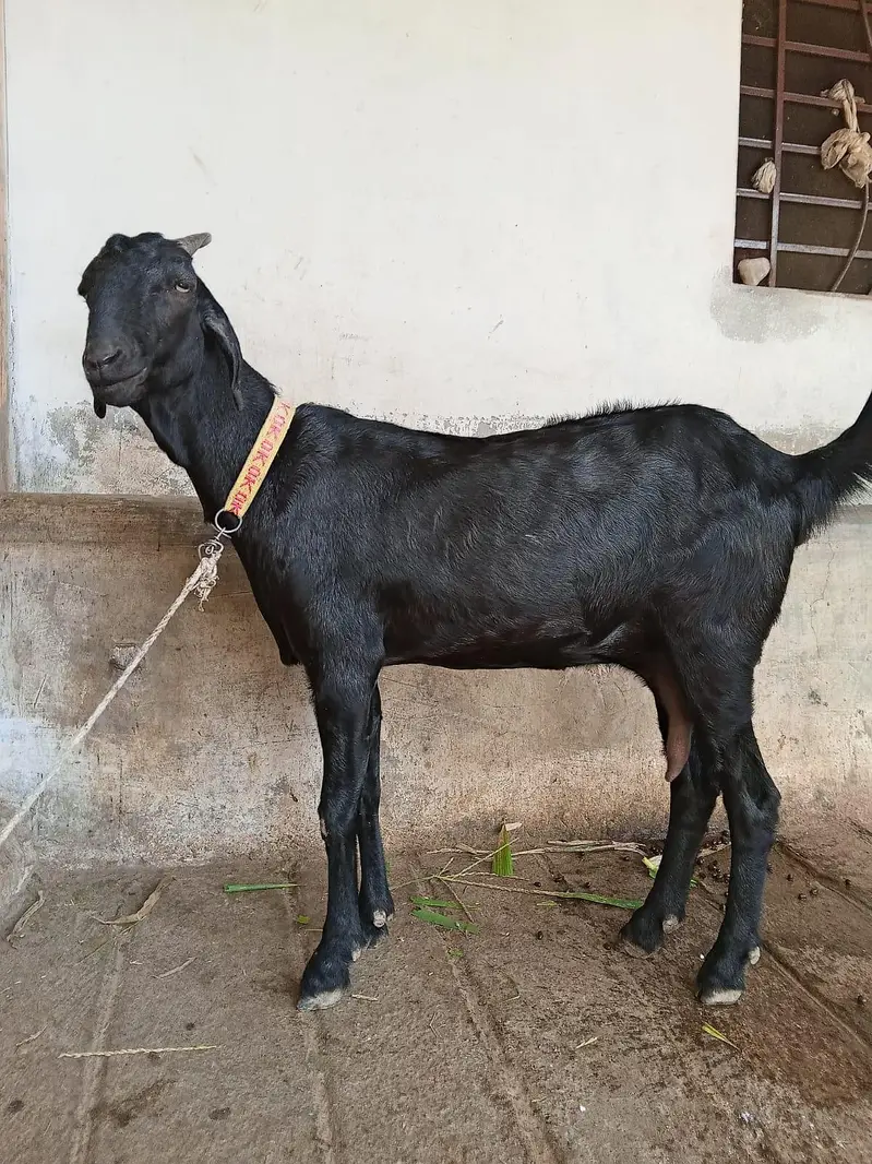 goats teddy patha for sale contact no +92 342 5351629 — photo 2