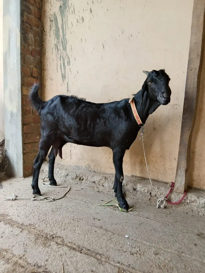 goats teddy patha for sale contact no +92 342 5351629 — photo 3