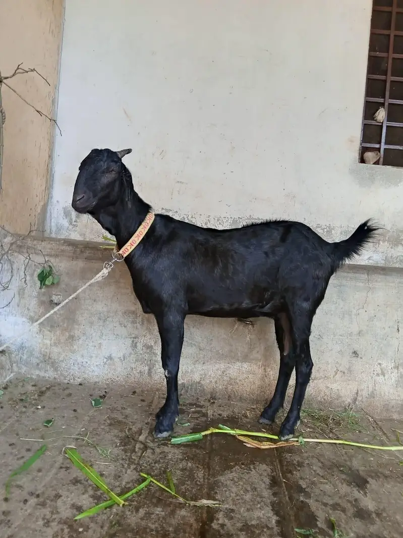 goats teddy patha for sale contact no +92 342 5351629 — photo 4