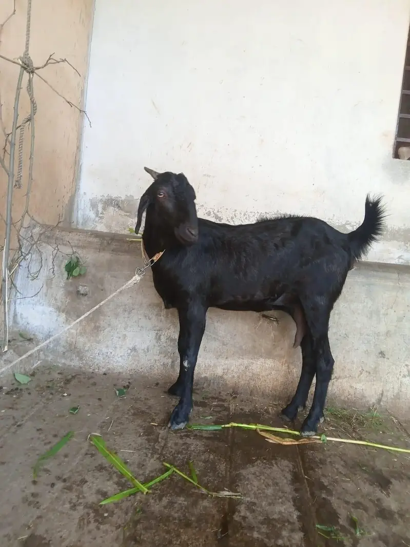 goats teddy patha for sale contact no +92 342 5351629 — photo 5
