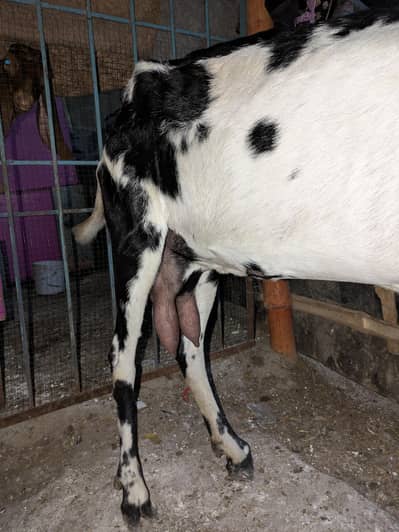 beetal Bakri fresh 6 dant