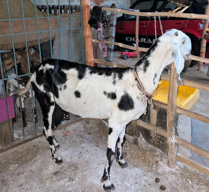 beetal Bakri fresh 6 dant — photo 2