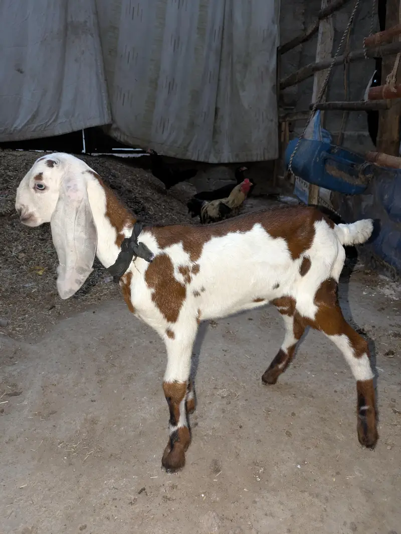 beetal Bakri fresh 6 dant — photo 3