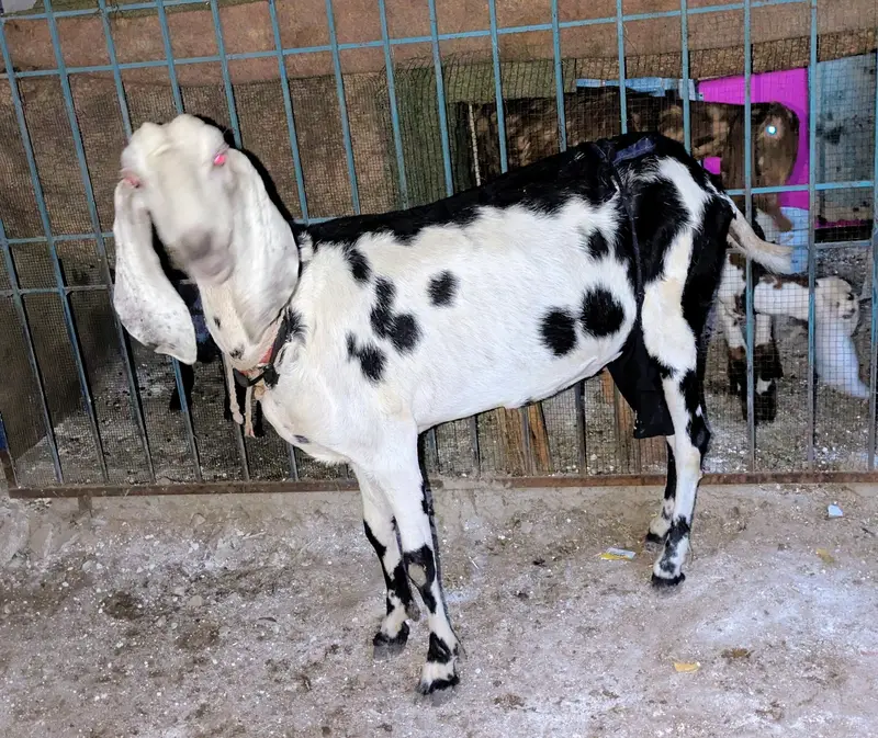 beetal Bakri fresh 6 dant — photo 4