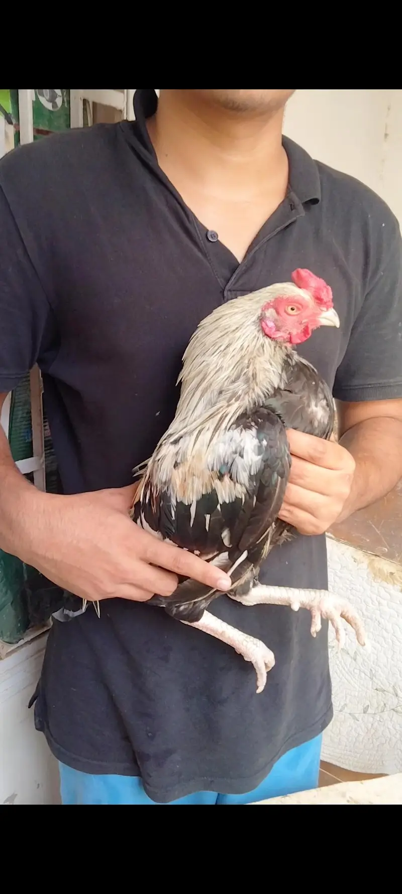 Aseel murga — photo 2