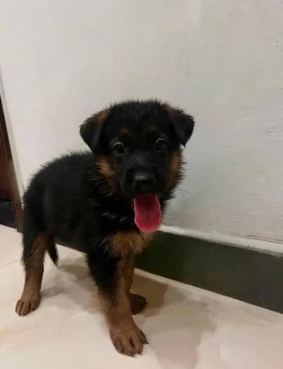 German Shepherd Puppy